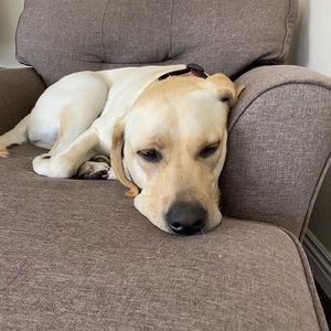 Meet your Posher, Kevin